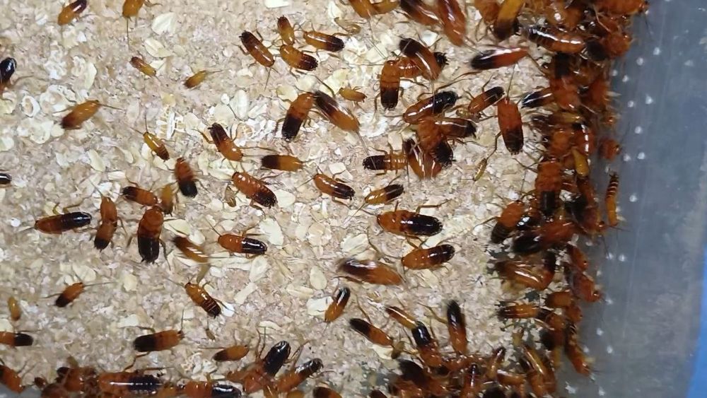 Туркменський тарган 100 шт. Живий корм.