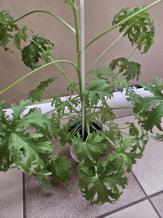 Anginka, geranium