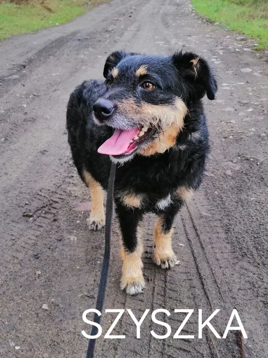 SZYSZKA młoda przyjazna łagodna suczka szuka domu