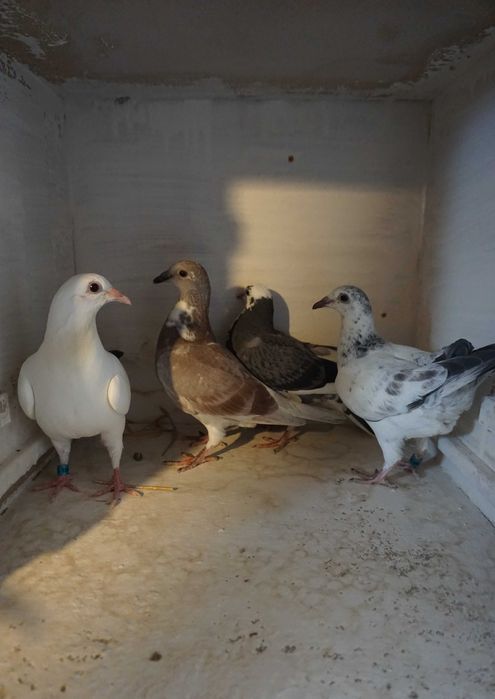 Gołębie pocztowe - młode