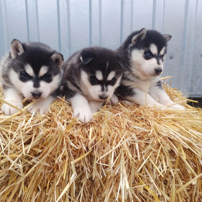 Класні! Хлопчики та дівчатка