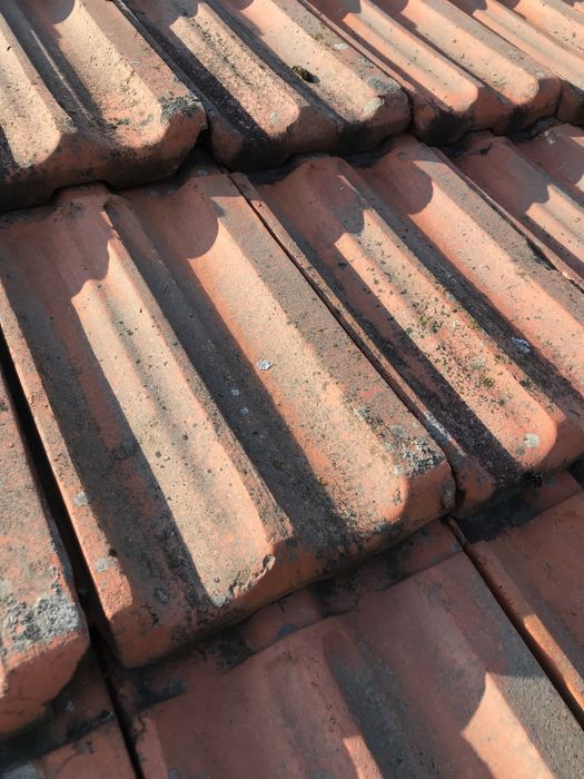 Продам б/у дахівку, і  гусаки 43штуки.Дахівки  орієнтовно 1500штук.