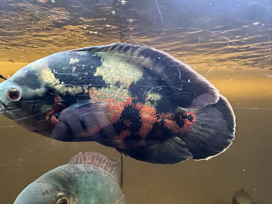 Para pielęgnic pawiookich 25cm - astronotus ocellaris