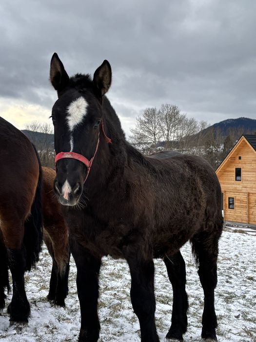 Sprzedam ogierka zimnokrwistego