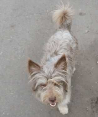 ОТДАМ СУКУ в добрые руки.