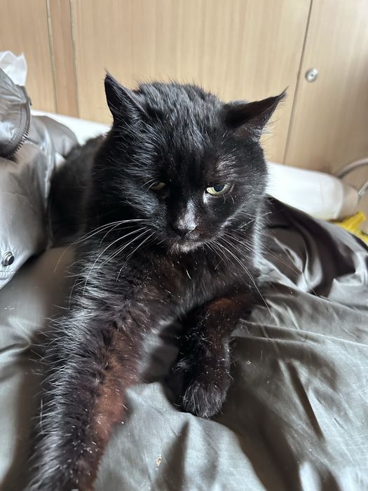 Czarna utocza kotka  szuka  domu