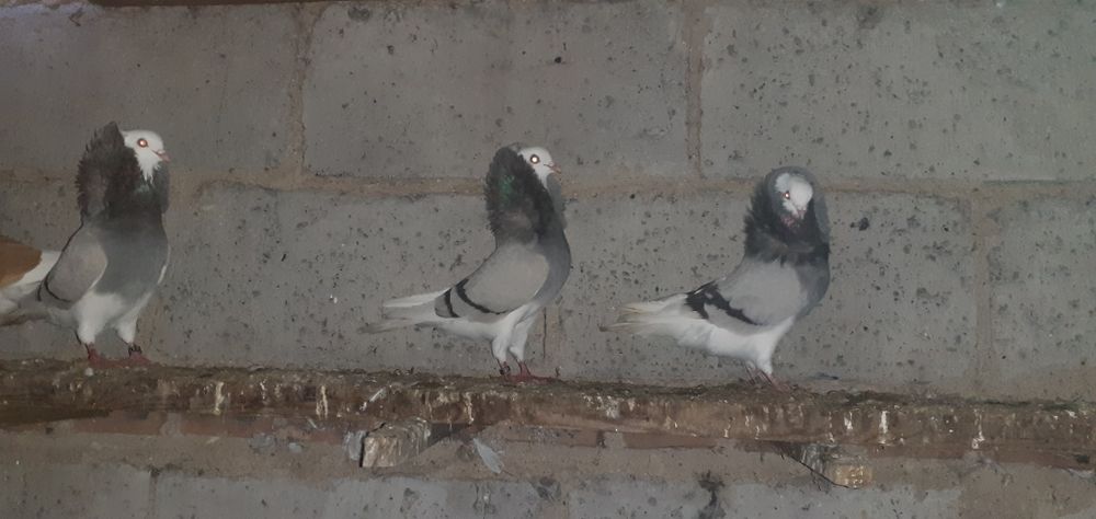 Gołębie rasowe kapucyn