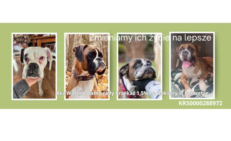 Znaleziono boksera - wyleczono - teraz szuka domu