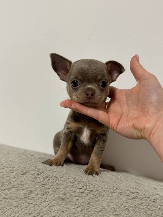 Sunia Chihuahua krótkowłosa