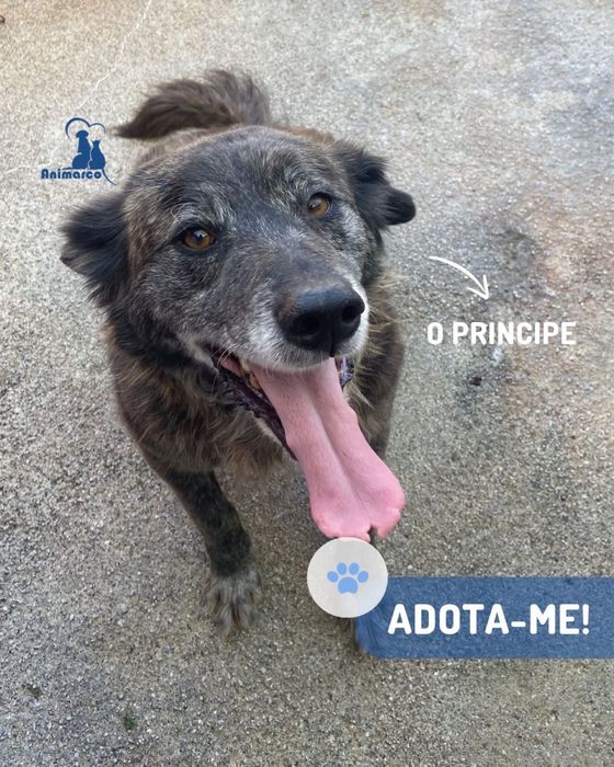 Principe - cao porte medio para adoção