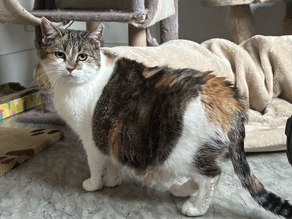 April - urocza kotka ze schroniska, ur. 2020