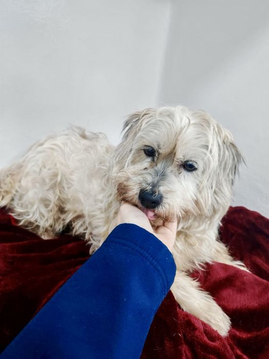 Cadela porte pequeno para adoção responsável