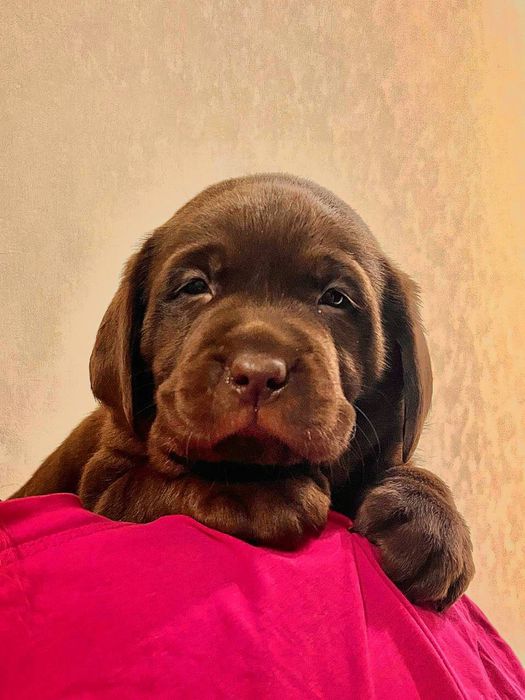 Щенок Лабродора . Шоколадка.