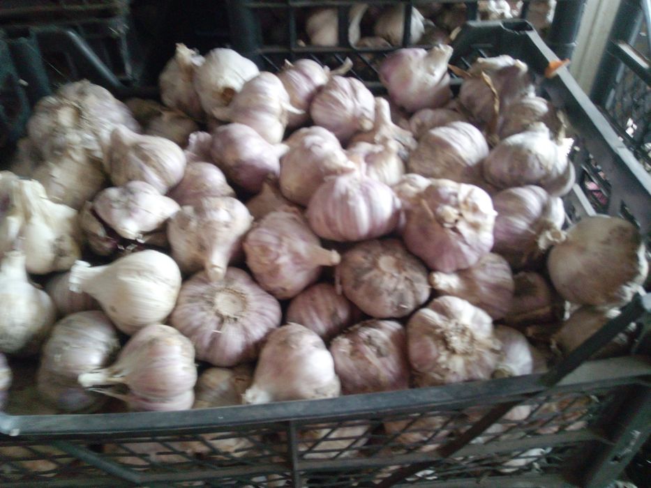 Продам чеснок 2025