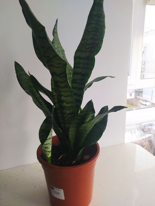 Вазон домашній, кімнаті рослин