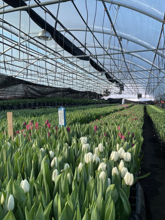 Опт зріз тюльпана, тюльпан 14 лютого та 8 березня