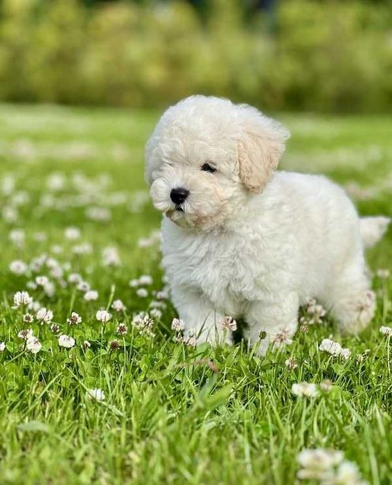 Poodle branco disponível