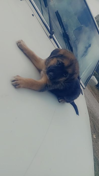 Продам щенков немецкой овчарки