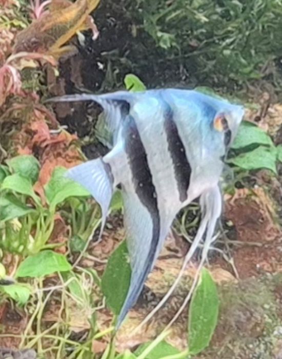 Skalar blue zebra Kraków (Swoszowice)