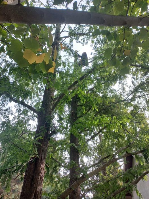 Wycinka drzew i inne