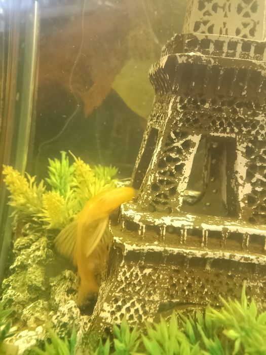 Продам рабочую пару анцитрусов