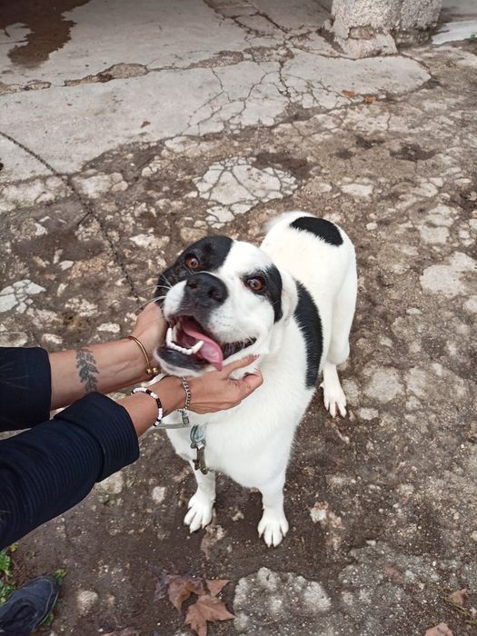 Cadela grande e meiga