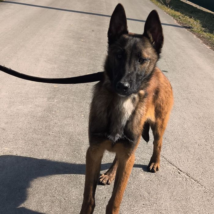 Щенки Малинуа Бельгийская овчарка