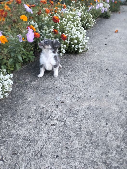 Śliczny liliowy piesek chihuahua