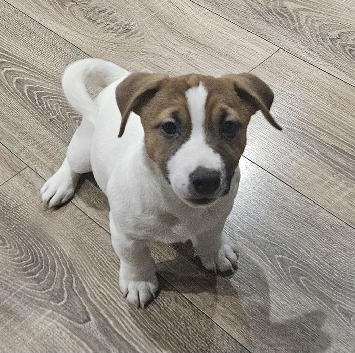 Piekny piesek Jack Russell ZKwP FCI
