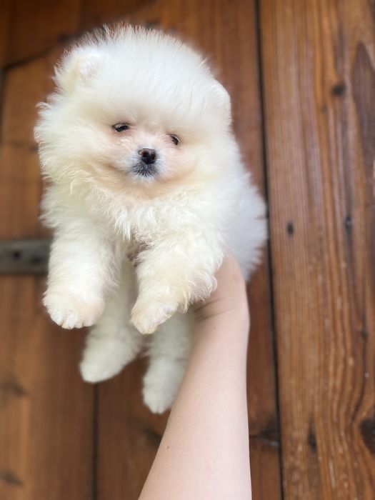 Маленьке чудо