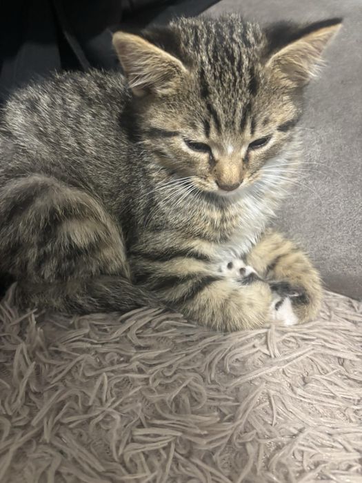 Котики шукають родину