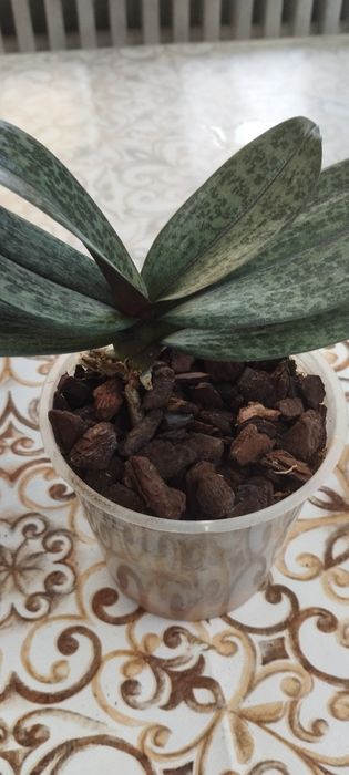 Продам домашную орхидею