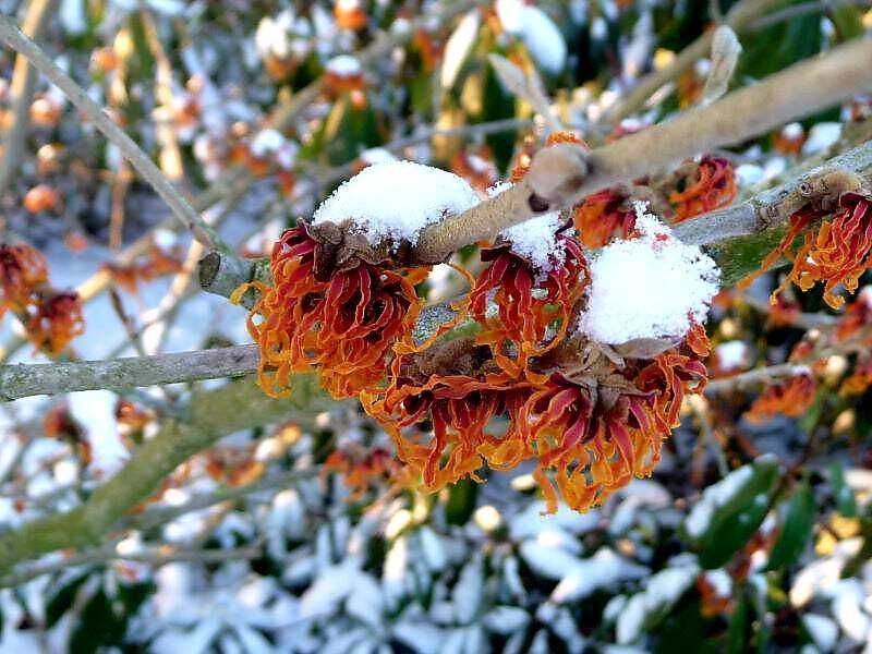 Oczar pośredni "Orange Beauty", kwitnie zimą!