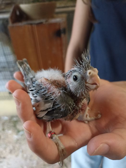 Caturras "colapsitas" bebés para domesticar