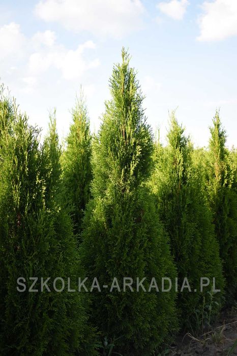 Thuja Smaragd, tuja, smaragd, szmaragd DUŻE wysokość 200-250 cm