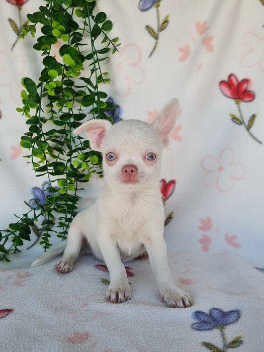 Excecional menino mini Chihuahua/Chiuaua,Qualidade, LinhagemRussa