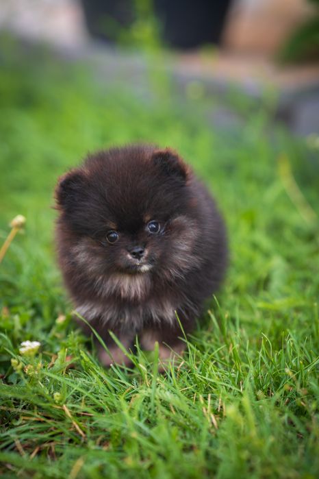 Pomeranian piesek szpic miniaturowy czarny podpalany black and tan