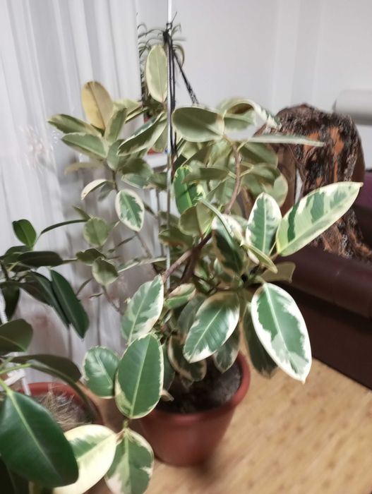 Фікус каучуконосний варієгатний