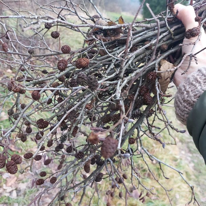 szyszki olchy do akwarium ponad 500 sztuk