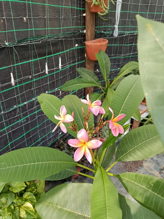 Plumérias (Frangipani) – Várias Cores de Flor