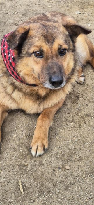 Etatowy przytulak do adopcji