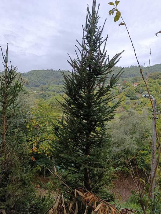 Pinheiro de Natal naturais