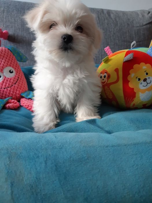 Maltanczyk suczka aktualne