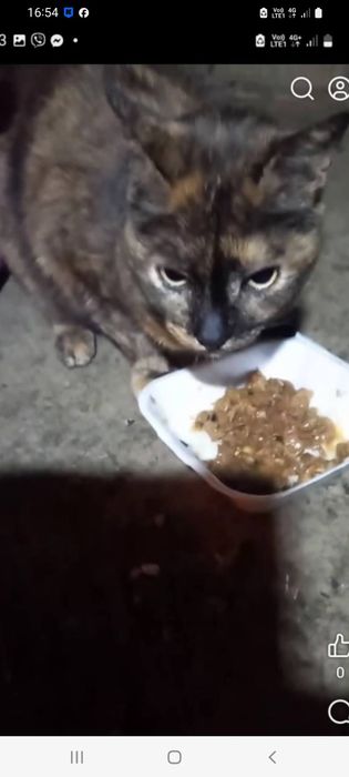Тварини в добрі руки