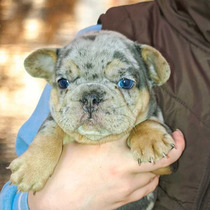 Мерле мальчик топ