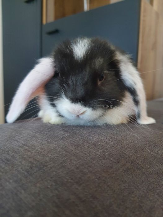 Króliki baranek miniaturka karzełek mini lop. Cena CAŁKOWITA.