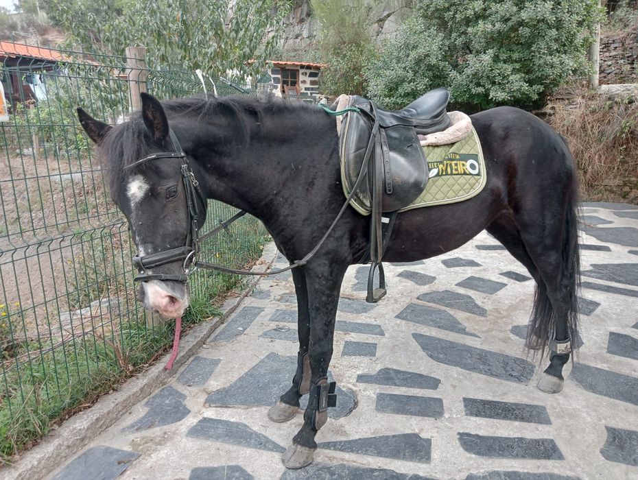 Garrana 2 anos e meio montada/engatada gestante