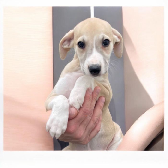 Whippet Chart angielski Revirado FCI