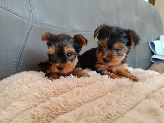 Yorkshire Terrier Yorki  Suczki