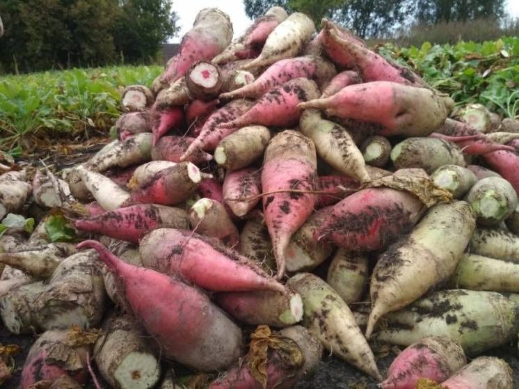 Продам буряк кормовий